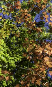 Preview wallpaper leaves, maple, branches, trees, autumn, sunshine