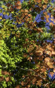 Preview wallpaper leaves, maple, branches, trees, autumn, sunshine