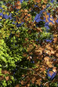 Preview wallpaper leaves, maple, branches, trees, autumn, sunshine