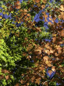 Preview wallpaper leaves, maple, branches, trees, autumn, sunshine