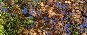 Preview wallpaper leaves, maple, branches, trees, autumn, sunshine