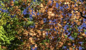 Preview wallpaper leaves, maple, branches, trees, autumn, sunshine