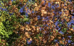 Preview wallpaper leaves, maple, branches, trees, autumn, sunshine