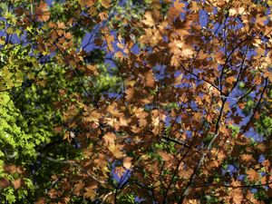 Preview wallpaper leaves, maple, branches, trees, autumn, sunshine