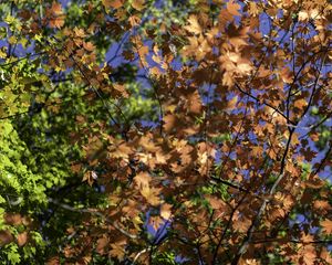 Preview wallpaper leaves, maple, branches, trees, autumn, sunshine