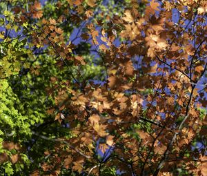 Preview wallpaper leaves, maple, branches, trees, autumn, sunshine