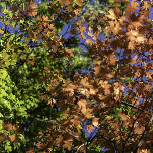 Preview wallpaper leaves, maple, branches, trees, autumn, sunshine