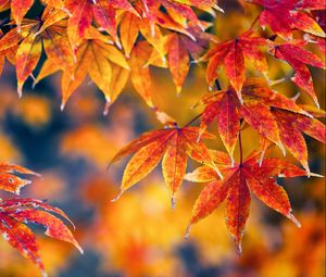 Preview wallpaper leaves, maple, bright, autumn