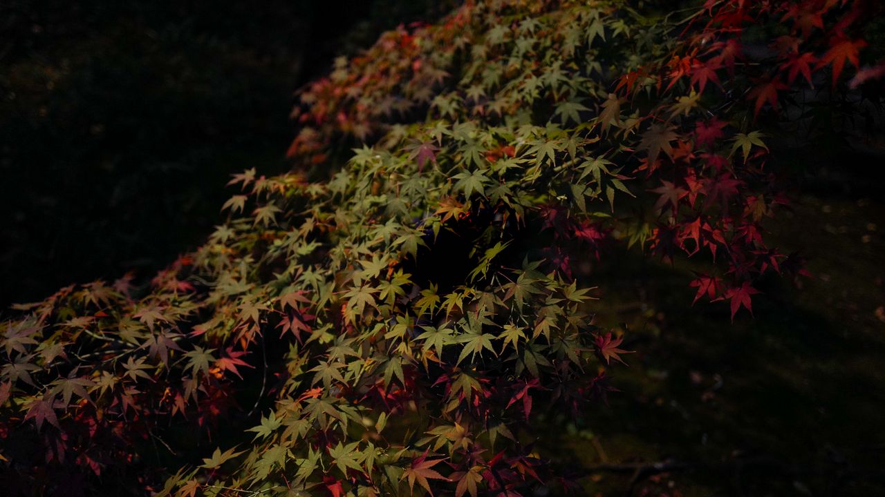 Wallpaper leaves, maple, dark