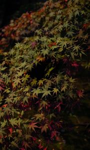 Preview wallpaper leaves, maple, dark