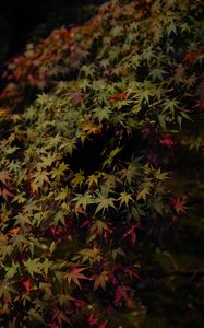 Preview wallpaper leaves, maple, dark