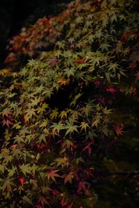 Preview wallpaper leaves, maple, dark