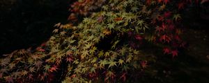 Preview wallpaper leaves, maple, dark