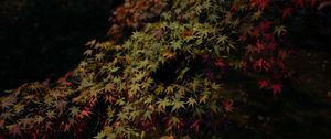 Preview wallpaper leaves, maple, dark