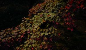 Preview wallpaper leaves, maple, dark