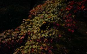 Preview wallpaper leaves, maple, dark