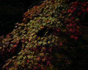 Preview wallpaper leaves, maple, dark