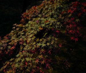 Preview wallpaper leaves, maple, dark