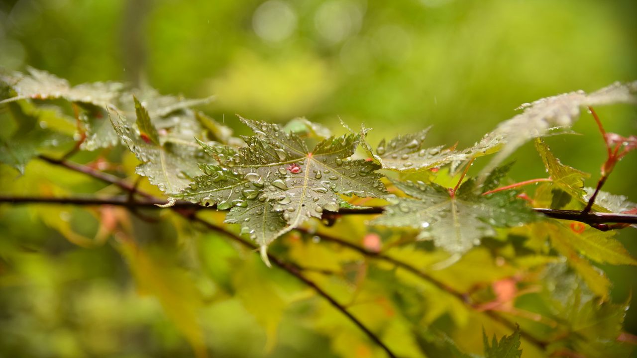 Wallpaper leaves, maple, drops, branch