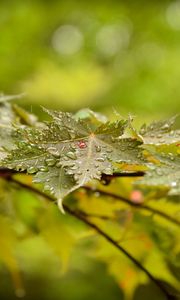 Preview wallpaper leaves, maple, drops, branch