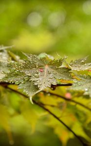 Preview wallpaper leaves, maple, drops, branch