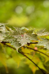 Preview wallpaper leaves, maple, drops, branch
