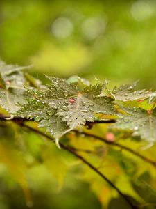 Preview wallpaper leaves, maple, drops, branch