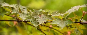 Preview wallpaper leaves, maple, drops, branch
