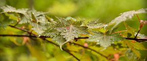 Preview wallpaper leaves, maple, drops, branch