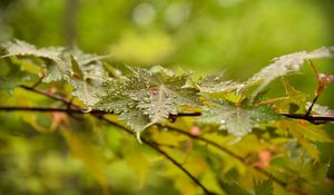Preview wallpaper leaves, maple, drops, branch