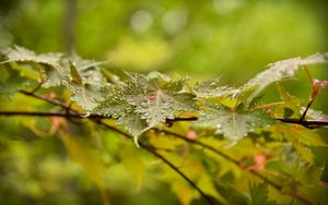 Preview wallpaper leaves, maple, drops, branch