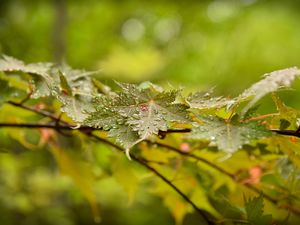Preview wallpaper leaves, maple, drops, branch