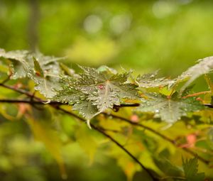 Preview wallpaper leaves, maple, drops, branch