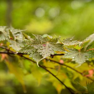 Preview wallpaper leaves, maple, drops, branch