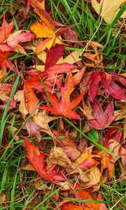 Preview wallpaper leaves, maple, dry, grass, autumn