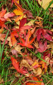 Preview wallpaper leaves, maple, dry, grass, autumn