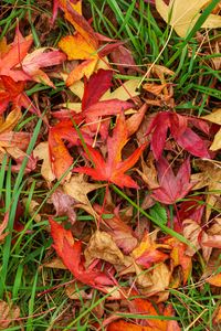 Preview wallpaper leaves, maple, dry, grass, autumn