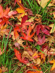 Preview wallpaper leaves, maple, dry, grass, autumn