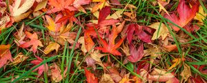 Preview wallpaper leaves, maple, dry, grass, autumn