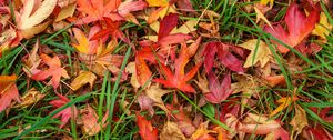 Preview wallpaper leaves, maple, dry, grass, autumn