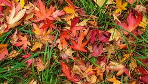 Preview wallpaper leaves, maple, dry, grass, autumn