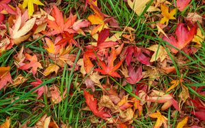 Preview wallpaper leaves, maple, dry, grass, autumn