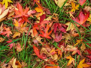 Preview wallpaper leaves, maple, dry, grass, autumn