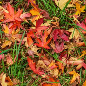 Preview wallpaper leaves, maple, dry, grass, autumn