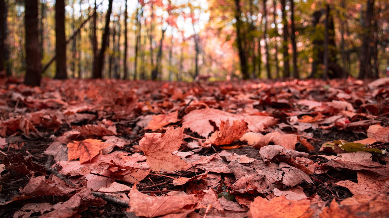 Wallpaper leaves, maple, dry, autumn, nature hd, picture, image