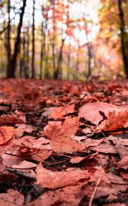 Preview wallpaper leaves, maple, dry, autumn, nature