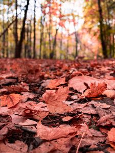 Preview wallpaper leaves, maple, dry, autumn, nature