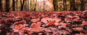 Preview wallpaper leaves, maple, dry, autumn, nature