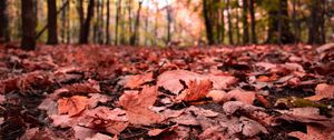 Preview wallpaper leaves, maple, dry, autumn, nature