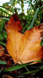 Preview wallpaper leaves, maple, dry, grass, green, autumn